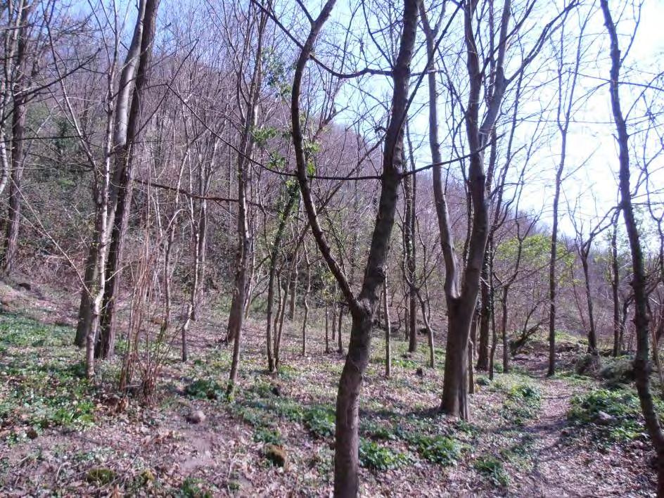 Robinieto puro Si tratta di una formazione molto diffusa nei Colli Euganei e che sovente costituisce l'elemento di contatto fra il bosco e le colture agrarie (ulivo e vite).