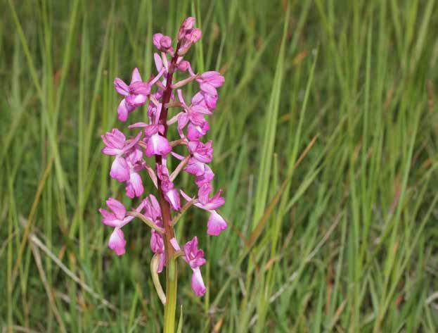 Anacamptis laxiflora (Lam.) R.M.