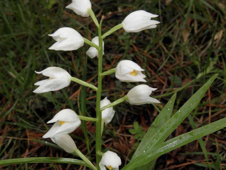 Cephalanthera longifolia (L.