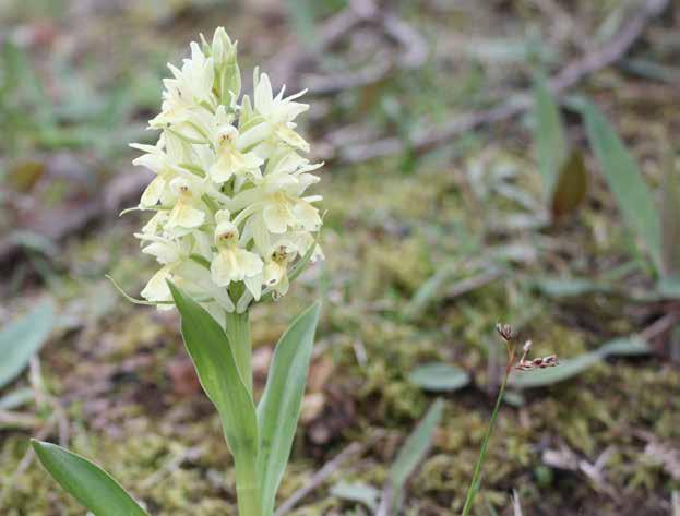 Dactylorhiza sambucina