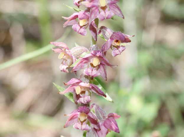 Epipactis atrorubens (Hoffm.