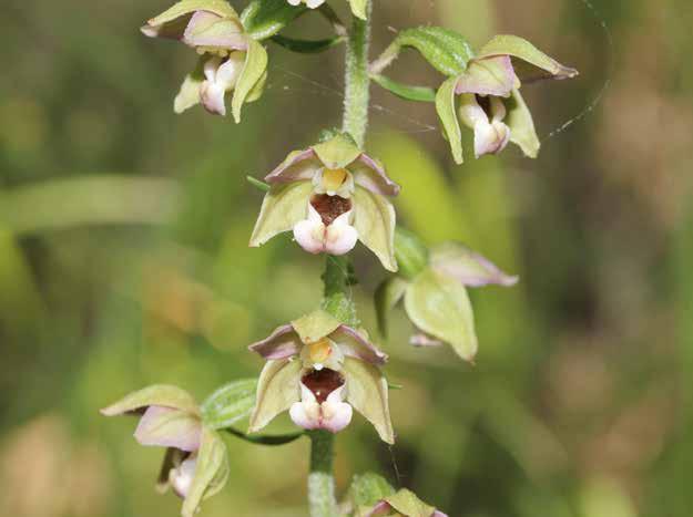 Epipactis helleborine subsp. helleborine (L.