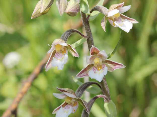 Epipactis palustris (L.