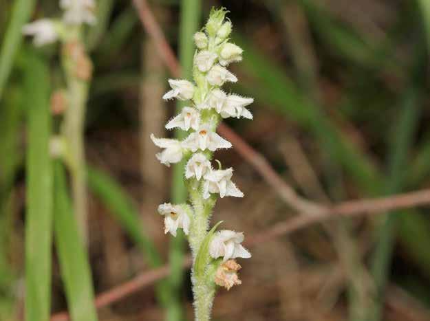 Goodyera repens (L.) R.