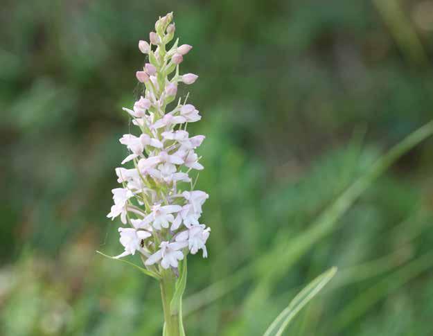 Gymnadenia conopsea (L.) R. Br.