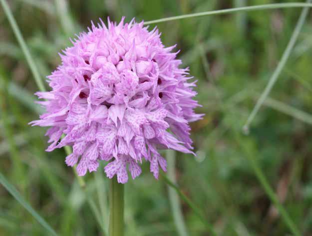 Neotinea tridentata (Scop.) R.M.