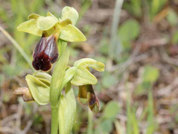 Ophrys fusca subsp.