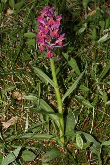 Himantoglossum ADRIATICUM