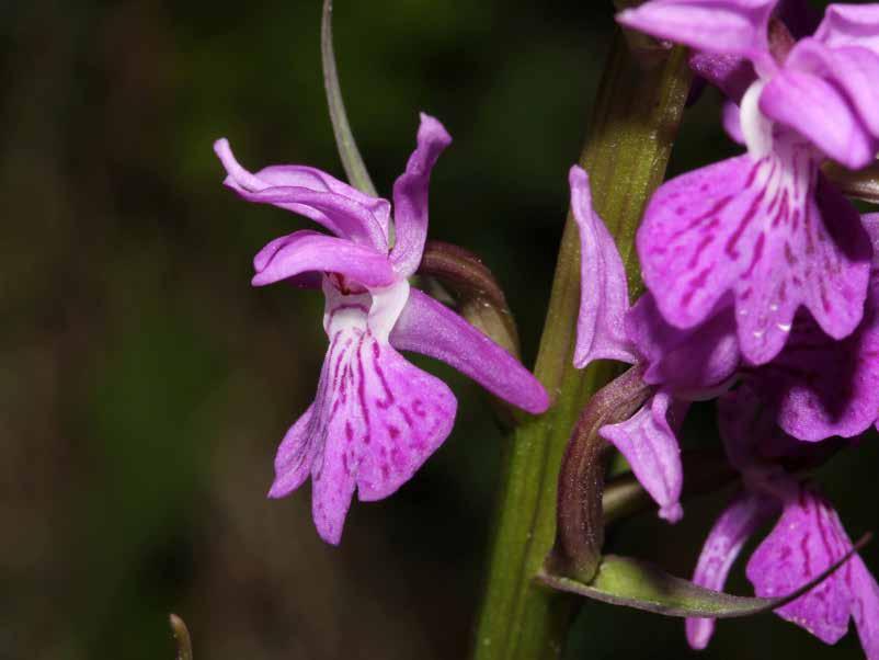 Nomenclatura morfologica di Dactylorhiza maculata subsp.