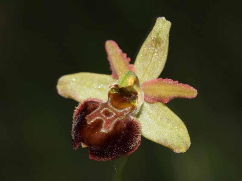 Nomenclatura morfologica Genere Ophrys labello