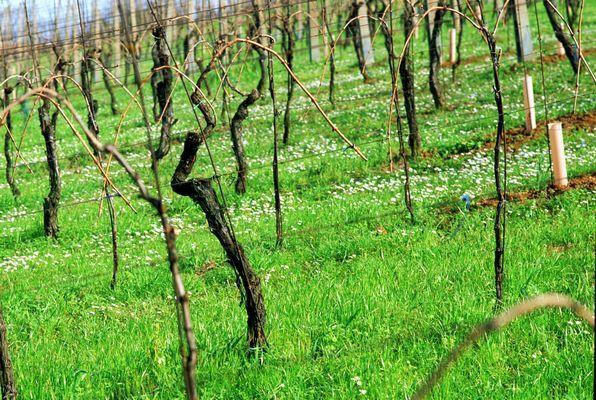 Carenza di Mg: Situazioni particolari Trebbiano Importante