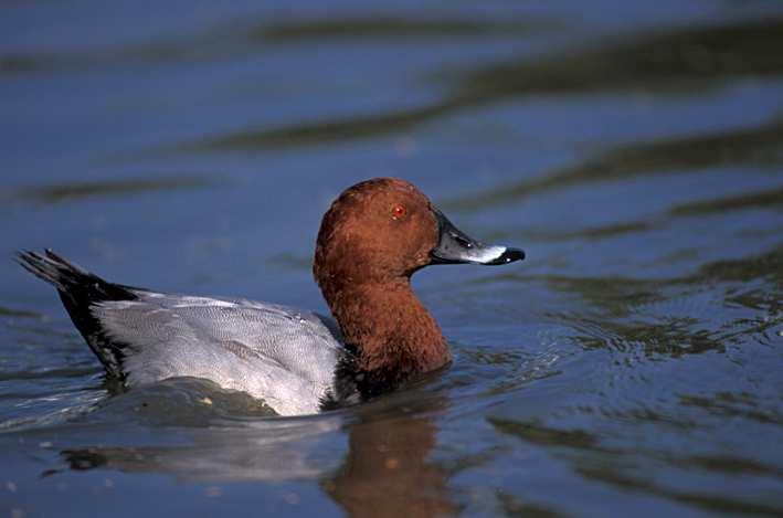 Uccelli (Direttiva 2009/147/CE Allegato I) È fatto divieto per le specie di questo allegato di : Ucciderli o di catturarli con qualsiasi metodo Distruggere o danneggiare i nidi e e le uova