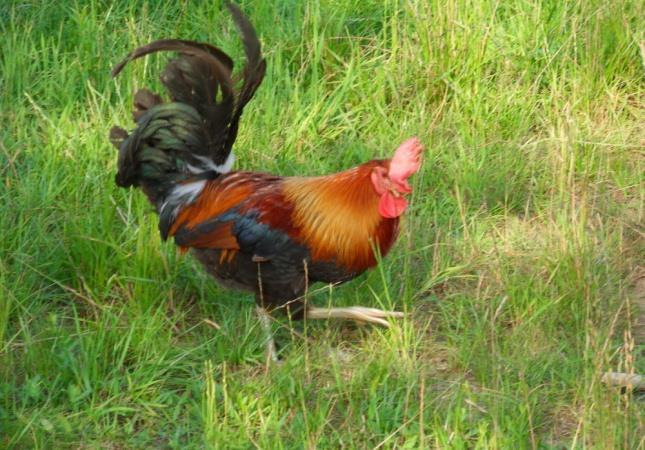 3. Caratteristiche delle specie: Greenleg partridge - (Figg. 9 e 10). Già alla fine del 1900 questa gallina è stata classificata del tipo medio.