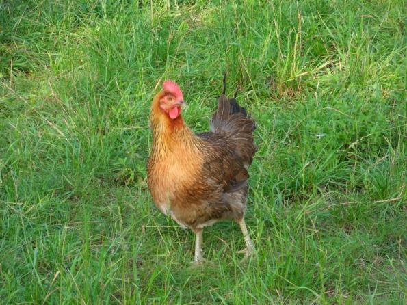 Anche negli anni 60 questa specie continuò a essere allevata in tutta la Polonia e rappresentava allora il 30% dell'intera popolazione di galline.