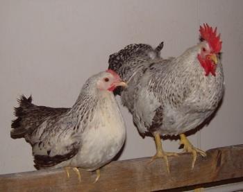 all'anno, del peso medio di circa 55 g e dal guscio color crema. I galli hanno un peso di circa 2 kg, mentre le galline pesano da 1,6 a 1,8 kg.