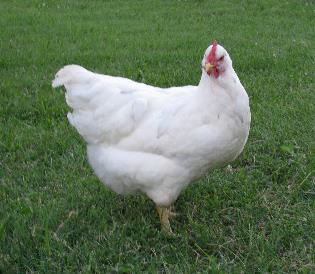 Oltre alle specie di polli tradizionali presenti in Polonia, nella paese ci sono altre specie: Dominant White Cornish - si tratta di un pollo allevato per la carne, (pollo pesante).