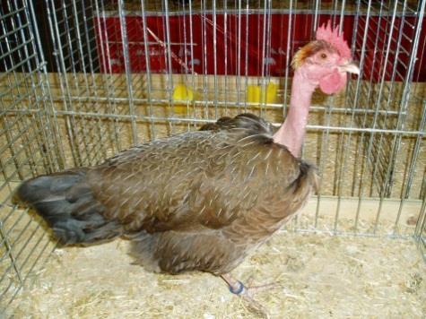 gallo di questa specie può pesare da 2.3 a 2.8 kg, mentre la gallina pesa da 1. 9 a 2.3 kg. Le galline depongono da 170 a 190 uova all'anno, del peso di 55-65 g.