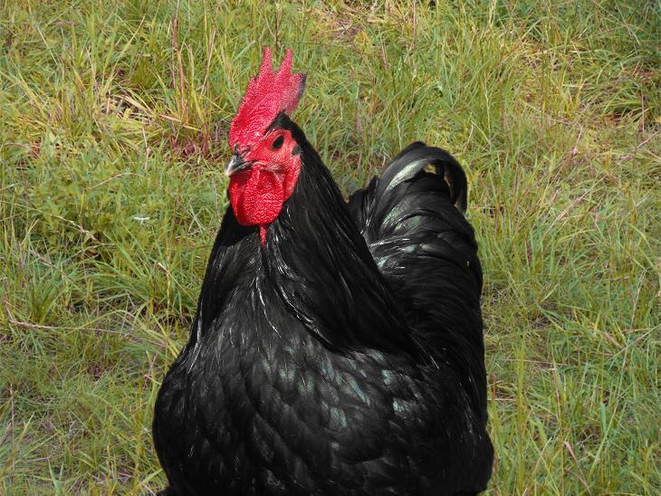 Australorp.