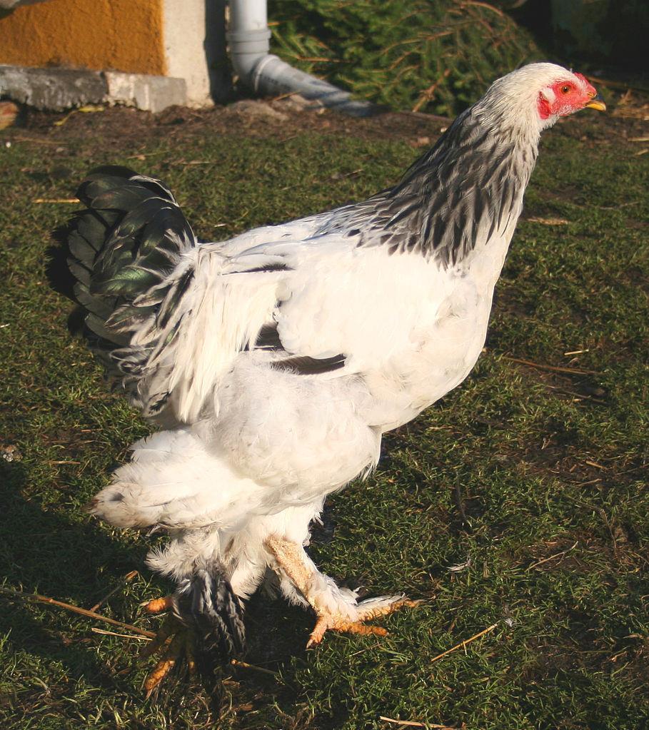 Brahma - pollo pesante proveniente dall'asia. Tale specie fu creata in America con polli importati principalmente dall'india.