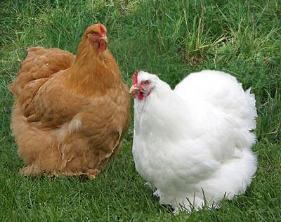 Cocincina - pollo pesante, una delle specie più antiche allevate in Cina. Oggigiorno viene allevato come pollo ornamentale.