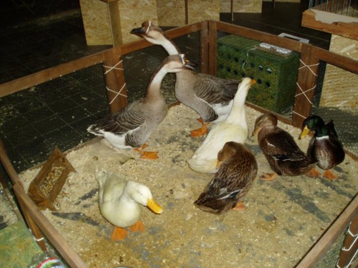 5. Tipi di anatre per la produzione di uova e di carne e varie specie di anatre Le anatre, (Fig. 21), come pure i polli, vengono suddivise in gruppi a seconda dell'utilizzo delle specie.