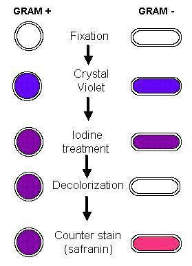 che precipita all interno della cellula. Il decolorante condensa, per disidratazione, la struttura peptidoglicanica.