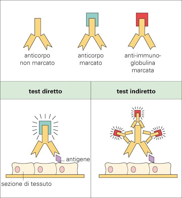 immunofluorescenza Gli Ab sono coniugati con molecole fluorescenti (fluorescina), sono molecole in grado di assorbire la luce ultravioletta emettendo poi radiazioni nel campo del visibile.