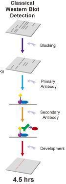Western blot Separazione degli antigeni su gel di poliacrilammide in base al peso molecolare (elettroforesi) Trasferimento degli