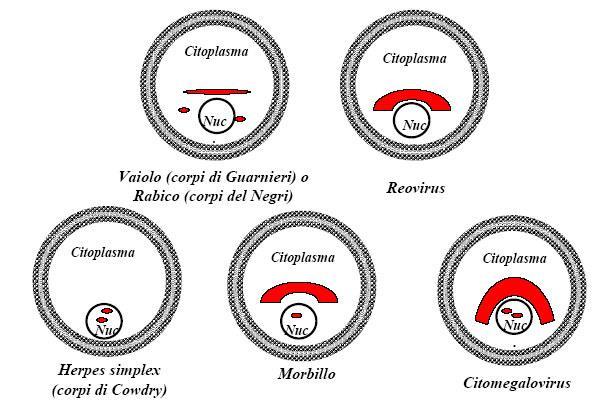 Cpe (effetto citopatico) Inclusioni cellulari Colorazione, osservazione microscopica Localizzazione nucleo (adenovirus, herpesvirus) citoplasma (virus della