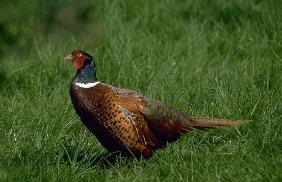 Fagiano (Phasianus colchicus) Ordine: Galliformi Famiglia: Fasianidi Di grandi dimensioni, becco robusto, ali brevi e rotonde, coda lunga appuntita, tarso munito di sperone nel maschio.