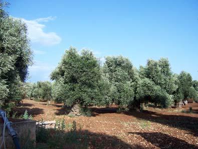 Gli effetti degli emungimenti di acqua che vengono praticati mostrano in certe zone un sempre più evidente processo di aumento della salinità dell acqua estratta dal sottosuolo, producendo veri e