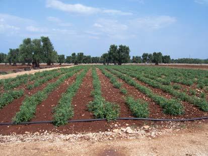 Sono stati pertanto individuati dei pozzi profondi posti ad oltre 10 km di distanza dalla costa, atteso che in diverse e vaste aree vengono segnalati processi di progressiva salinizzazione delle