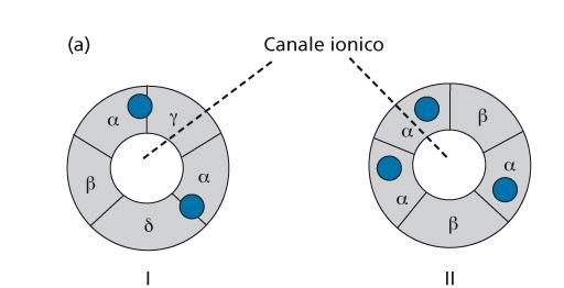 Recettori ionotropici I recettori ionotropici si suddividono in pentamerici, tetramerici e trimerici a seconda del numero di subunità che li costituiscono.