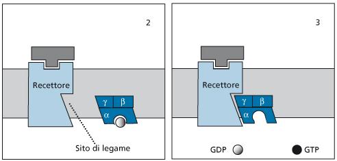 Recettori accoppiati a proteine G L'interazione del recettore con una molecola di agonista determina un cambiamento conformazionale, che si estende