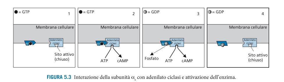 Recettori accoppiati a proteine G