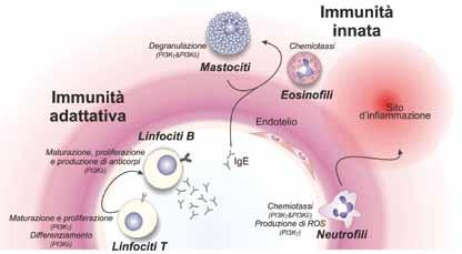 Figura 1 Ruolo delle PI3K nella regolazione delle diverse componenti cellulari dell immunità innata ed adattativa Tra le PI3K di classe I, PI3Kδ e PI3Kγ rappresentano le due isoforme espresse