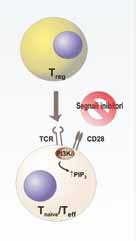 Studi su cellule-t mostrano infatti come l iperattivazione del pathway delle PI3K possa rappresentare un evento chiave alla base della resistenza alla soppressione da parte dei linfociti Treg (15).