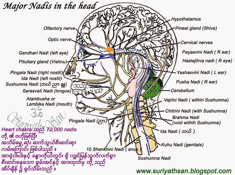 NADI Il Prana nel corpo energetico scorre in canali di energia detti nadi 4, che si dice siano 35 milioni. Di queste, i più importanti sono 350 mila.
