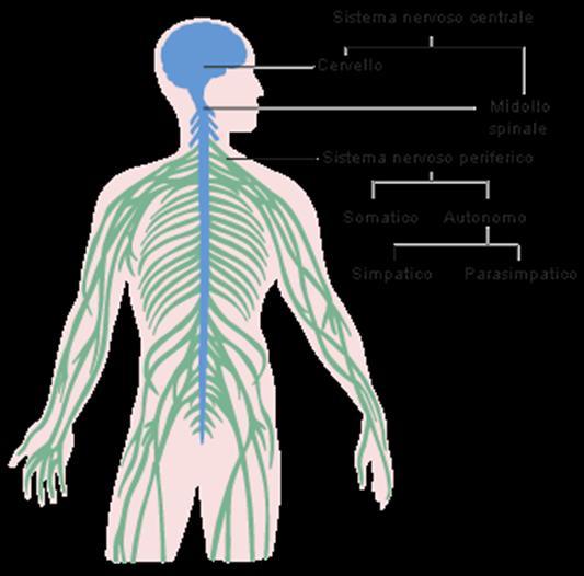 La rete dei nadi e quella di nervi corrispondenti sono connesse principalmente a due aspetti dell apparato fisico: ai sette chakra o centri maggiori nel corpo eterico e alla colonna vertebrale,