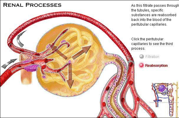 I Processi Renali Il riassorbimento L ultrafiltrato passa all interno del tubulo