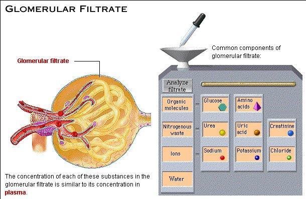 I Processi Renali La composizione del filtrato glomerulare o ultrafiltrato La