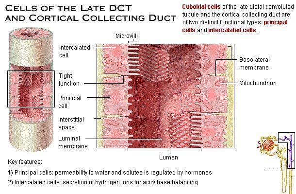 Dotto collettore corticale Il primo tratto del dotto collettore è formato da due tipi di cellule differenti per morfologia e funzione: le cellule principali e le cellule intercalari cellule