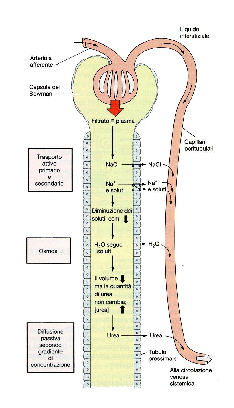 Riassorbimento passivo dell urea nel tubulo prossimale L urea non ha trasportatori di membrana specifici, ma potrebbe attraversare dei canali se esistesse un gradiente di concentrazione tra i diversi