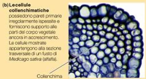 Sistema fondamentale: