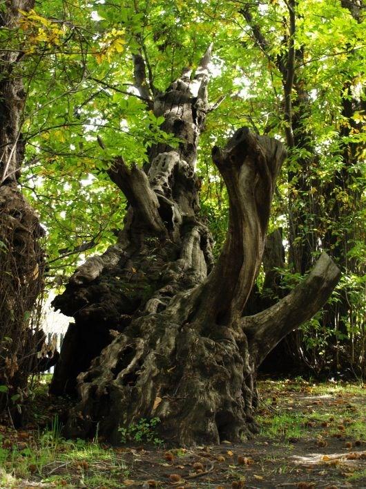 8 La Pianificazione forestale in Basilicata Grazie per l attenzione Il Responsabile POC Pianificazione forestale e gestione risorse