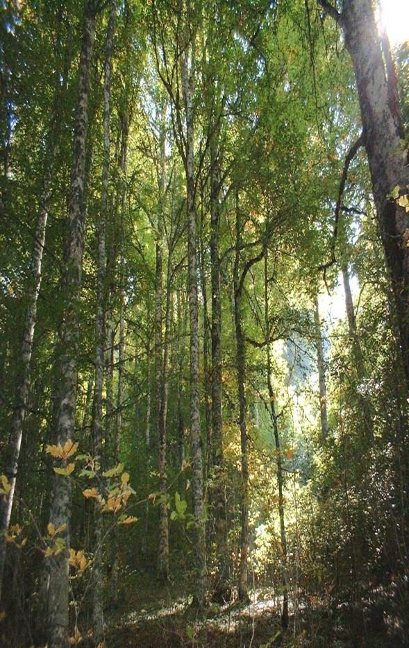 4 La Pianificazione Forestale in Basilicata I P.A.F. sono normati dalla Legge Regionale n. 42 del 10.11.1998, che ne sancisce l obbligatorietà all art. 12, e dalla D.G.R. n. 613 del 30.04.