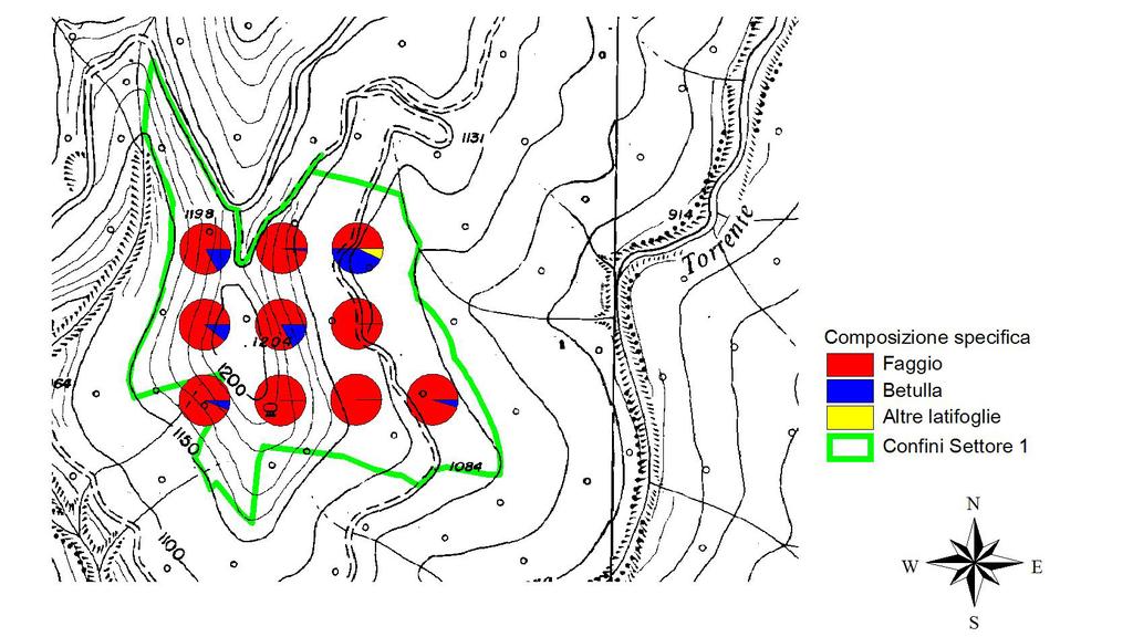 Figura 8: composizione specifica del popolamento nelle aree di saggio realizzate nel settore 1 Il diametro medio del faggio è di 21.8 cm e l altezza media di 18.3 m.