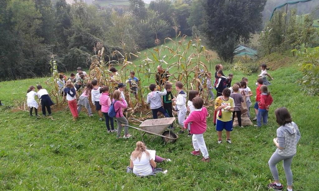 pannocchie dal fusto le abbiamo