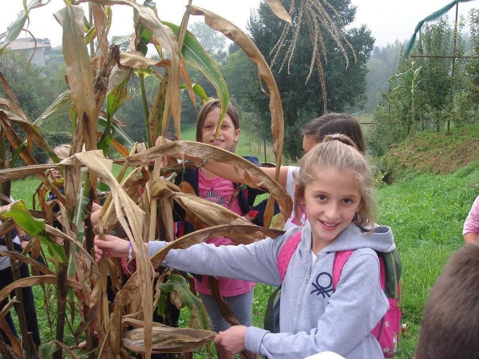 (scartocciatura); le foglie e il