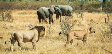 Fotosafari in Fuoristrada Il Botswana è sicuramente uno dei paesi del continente africano con la migliore qualità dei safari, sia per la quantità che la varietà degli animali, oltre che per gli